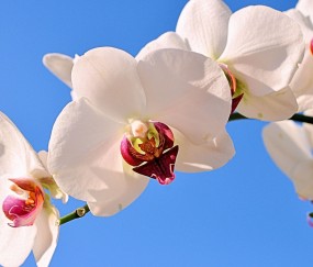 成都正规助孕捐卵机构，附正规捐卵机构报名表！